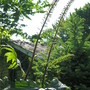 Ligularia przewalskii
