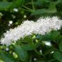 elder flowers