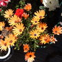 A garden flower photo