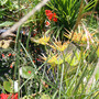 my pond 