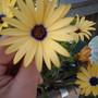 A garden flower photo