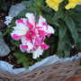 A garden flower photo