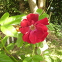 Semi-double Red Rose 06.08 (Rosa gallica Officinalis ?)