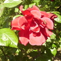 Rosa gallica