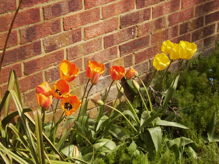 Triumph Mixed Tulips 04.08 (Tulipa)
