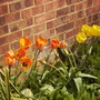 Triumph Mixed Tulips 04.08 (Tulipa)
