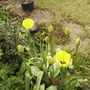 Triumph Mixed Tulips 04.08 (Tulipa)