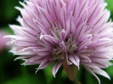 chives (Allium schoenoprasum)