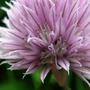 Copy_of_garden_193