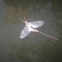 May fly hatching from pond