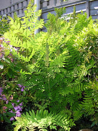 A garden flower photo
