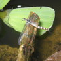 May fly drying before flying