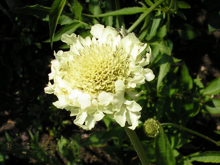 A garden flower photo (Scabiosa africana)