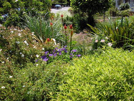 A garden flower photo