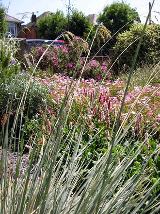A garden flower photo
