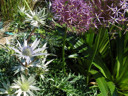A garden flower photo