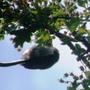 Garden_238