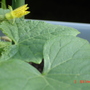  Baby Cucumber (Cucumis sativus (Cucumber))