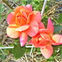 100_0755.jpg