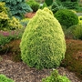 Platycladus__thuja__orientalis_minima