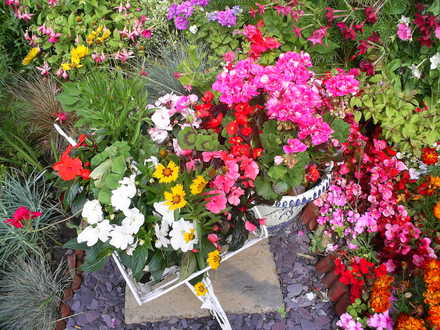 A garden flower photo