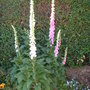 Foxgloves