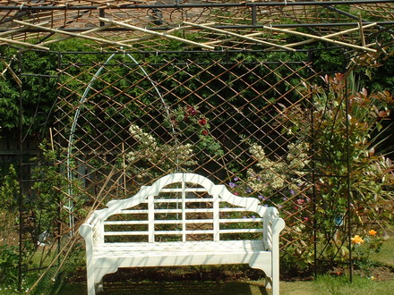 A garden flower photo