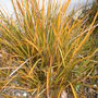 Libertia peregrinans