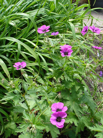 A garden flower photo