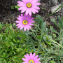 Pink_flowers