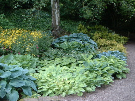 A sea of Hostas