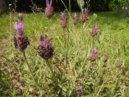 French Lavender 06.08 (Lavandula stoechas x viridis (Vistabile))
