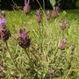 French Lavender 06.08 (Lavandula stoechas x viridis (Vistabile))