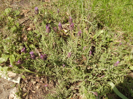 French Lavender 06.08 (Lavandula stoechas x viridis (Vistabile))