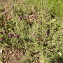 Frenchlavenderfrontpathbordervistabile09
