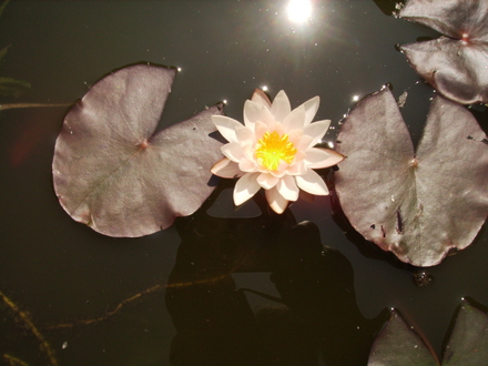Water Lily (Nymphaea Odorata) 06.08 (Nymphaea odorata (Vistabile))