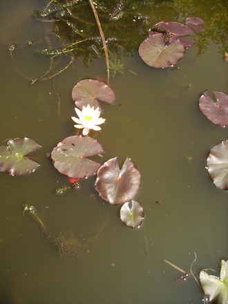 Water Lily (Nymphaea Odorata) 06.08 (Nymphaea odorata (Vistabile))