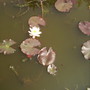 Waterlilyvistabilepond09