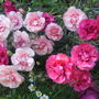 Doris_pinks