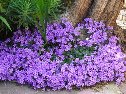 Campanula. (Campanula.)