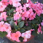 Phoenix_pk_and_garden__jusne_2008_060