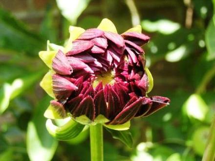 Dahlia (Dahlia 'Bishop of Llandaff')