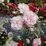 Pams_pics_192