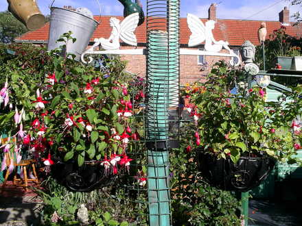 baskets of fuchsias in back garden
