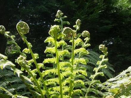 Tree fern fronds (Dicksonia antarctica (Soft tree fern))