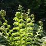 Tree fern fronds (Dicksonia antarctica (Soft tree fern))