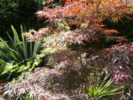Acer 'Bloodgood' (Acer palmatum (Japanese maple) 'Bloodgood')