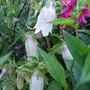Campanula punctata