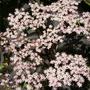 Sambucus nigra (Sambucus nigra (Common elder))