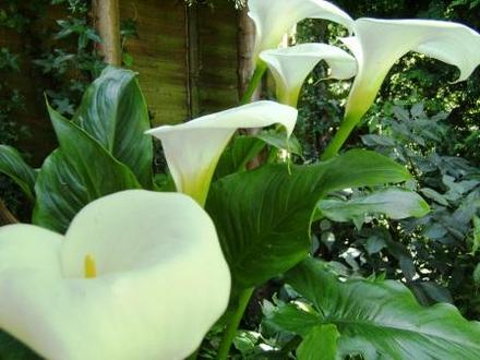 Arum (Zantedeschia aethiopica (Arum lily))